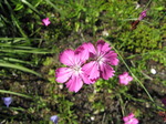 SX06236 Purple flower Maiden Pink (Dianthus deltoides).jpg